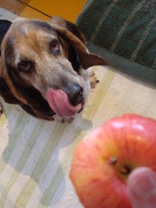 Dog with Apple