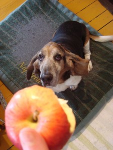 Dogs love Apples