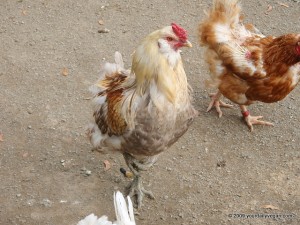 Chickie Friends