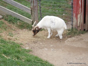Baby who's missing his hoof