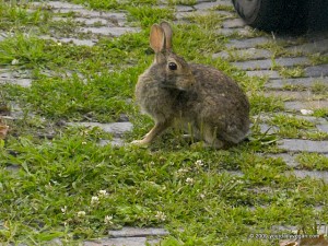 hare hare