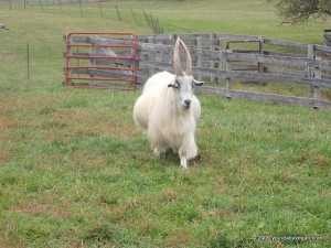 Hello Mr. Goat