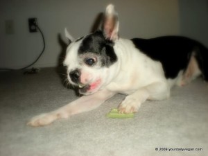 Boston Terrier