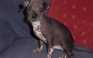 Mugly Photo: BARCROFT