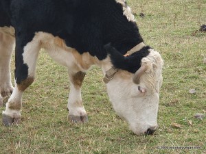 Iris the cow living at Farm Sanctuary