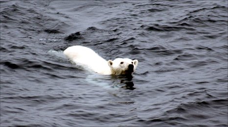 polar bear swim, Mila Zinkova Polar Bears are Cute