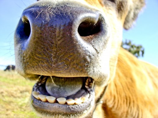 Farm Sanctuary Rescues Cows