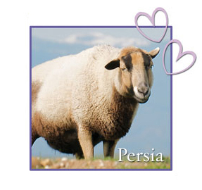 Persia Farm Sanctuary Sheep