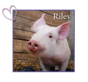 Riley Farm Sanctuary Pig