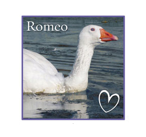 Romeo Farm Sanctuary Goose