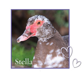 Stella Farm Sanctuary Duck
