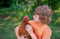 Boy and Chicken Friends