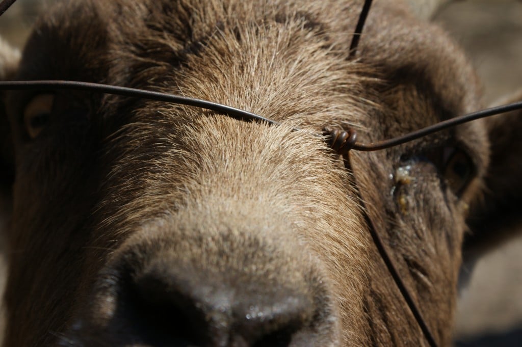 Bear Vegan Fazool