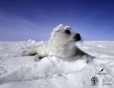 Seal Seals are cute
