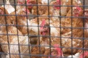 Caged Hens