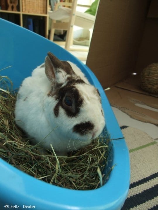 Dexy Cute Bunnies