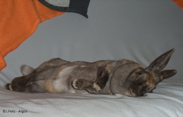 Relaxing Cute Bunny Pictures