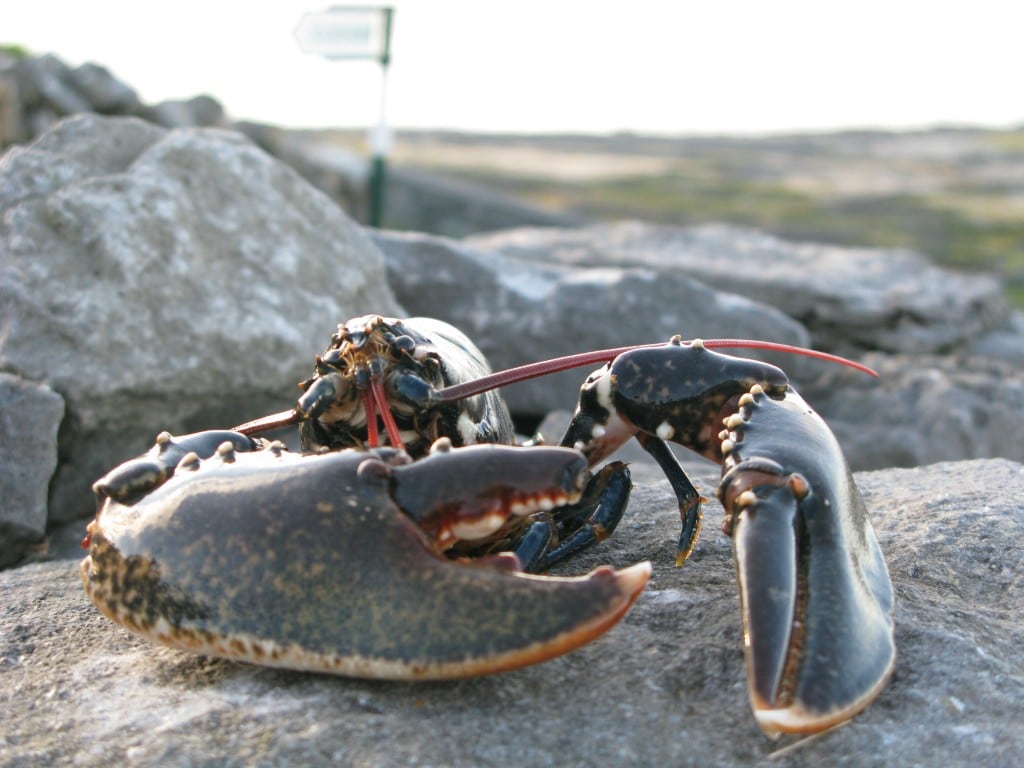 Lobster