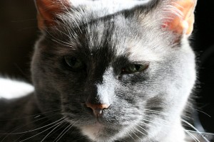 Gypsy