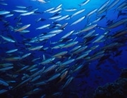 Dive Site