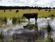 Cows Grazing