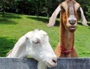 CAS Goats