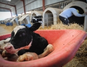 JMcArthur_DairyVealFarm_-0152