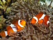 clownfish