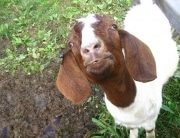 Cute Goat