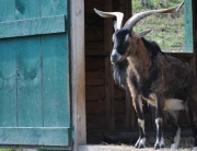 CAS-Goat