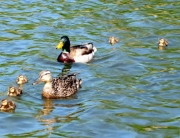 Ducks