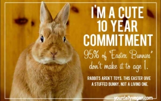 EasterBunnyInfo