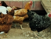 Something tells me these chickens and billions like them do not care about human "cravings"