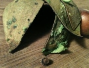 Vegan Detritus: Avacado