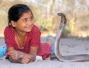 Cobra