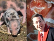 Colbert