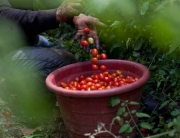 Tomatoes