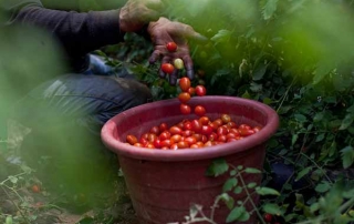 Tomatoes