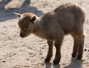 babygoat