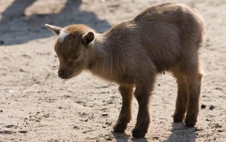 babygoat