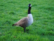 canada goose