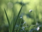 earthday
