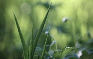 earthday