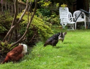 free range chickens