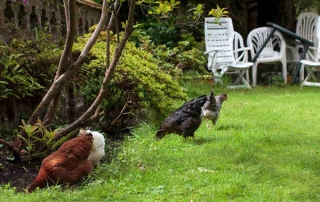 free range chickens