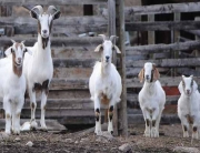goats
