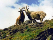 goats