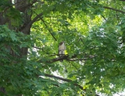 hawk