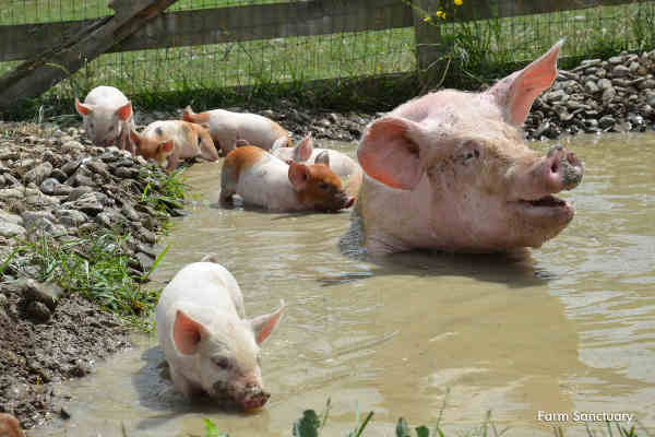 Julia the Pig Named Farm Sanctuary’s Mother of the Year