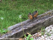 baby_robins2 copy